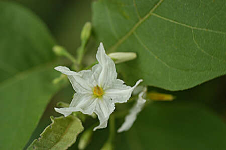 Imagem de Solanum torvum Swartz