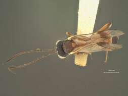 Image of Astomaspis