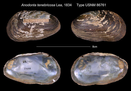 Anodonta tenebricosa Lea resmi