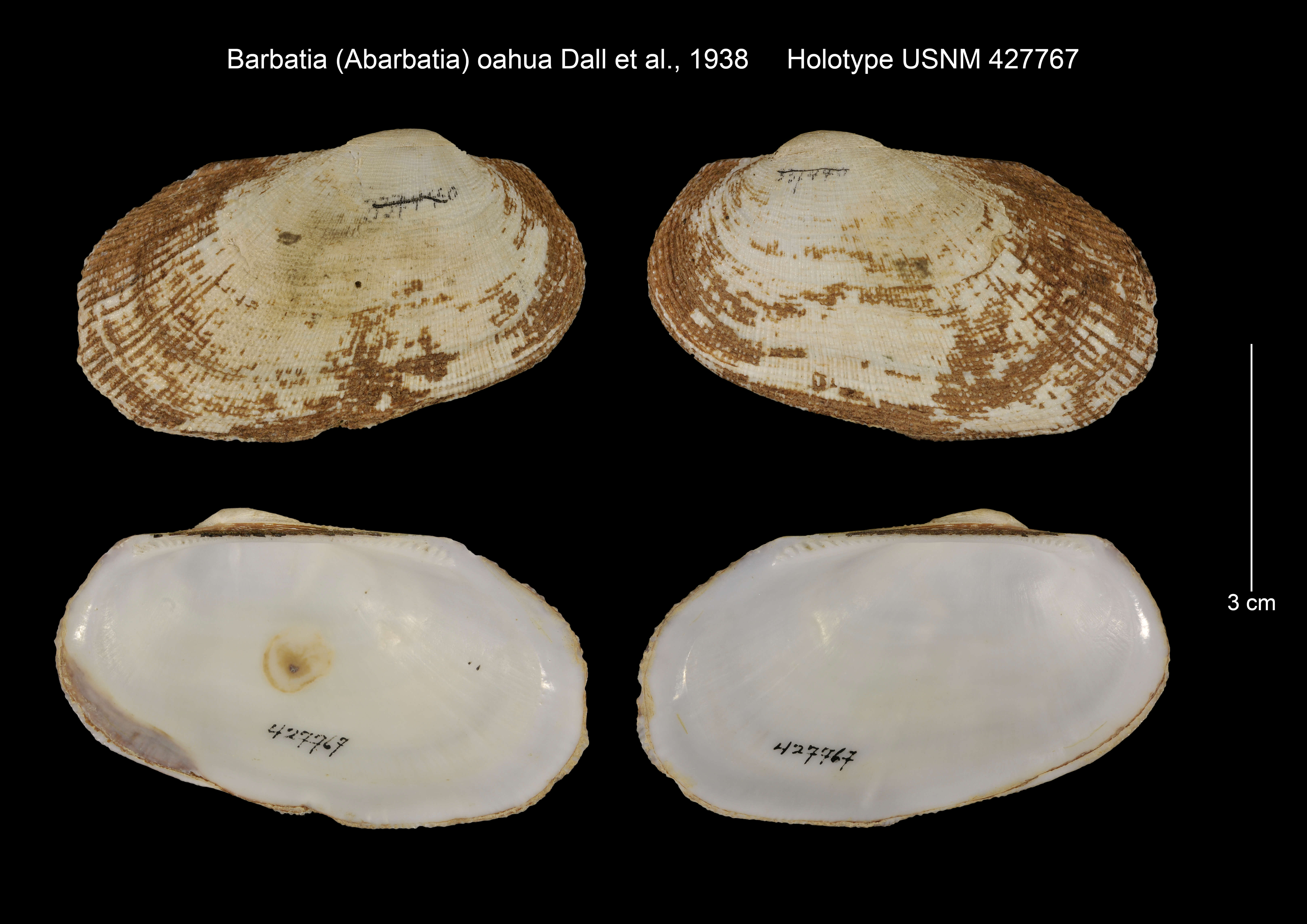 Plancia ëd Barbatia oahua Dall, Bartsch & Rehder 1938