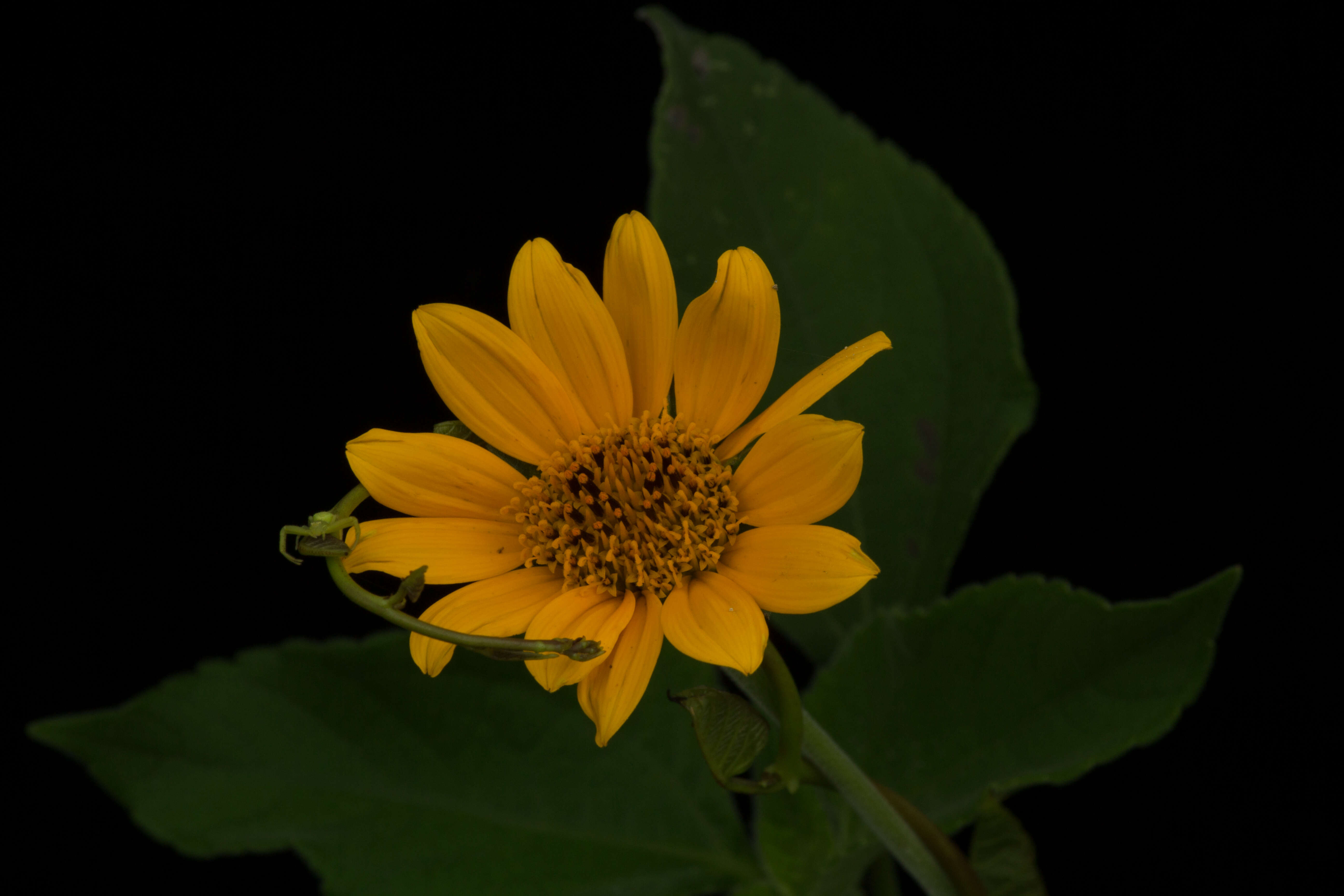 Image de Tithonia tubaeformis (Jacq.) Cass.