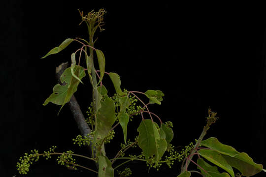 Image of Bursera ovalifolia (Schltdl.) Engl.