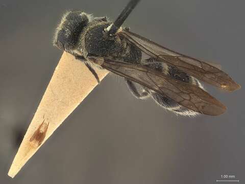 Plancia ëd Smicromyrme palawanensis Mickel 1934