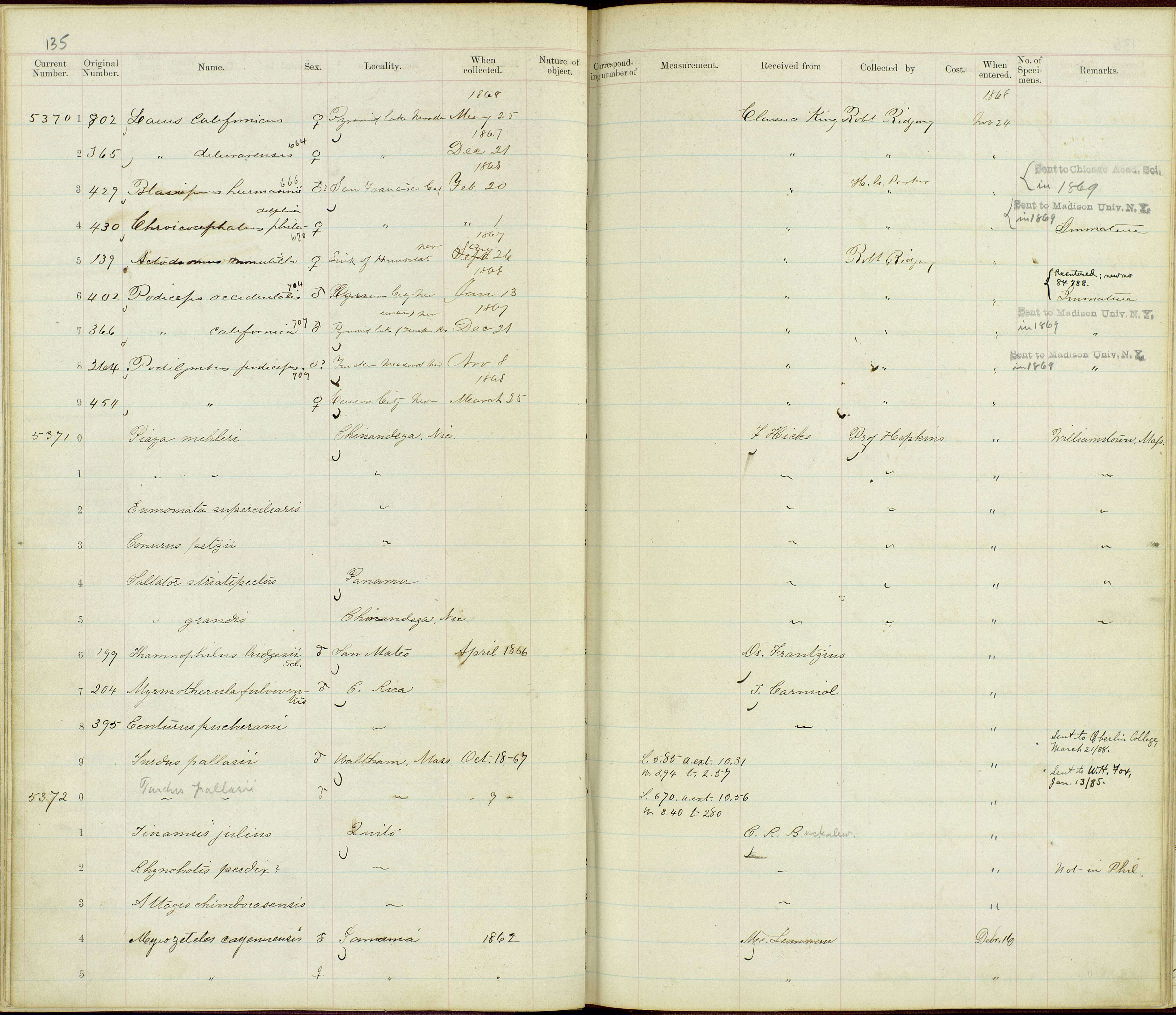 Plancia ëd Nothoprocta curvirostris Sclater, PL & Salvin 1873