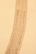 Image of Cephalothricidae