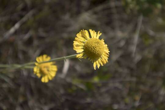 Image of southeastern sneezeweed