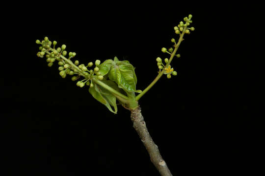 Image of gumbo limbo