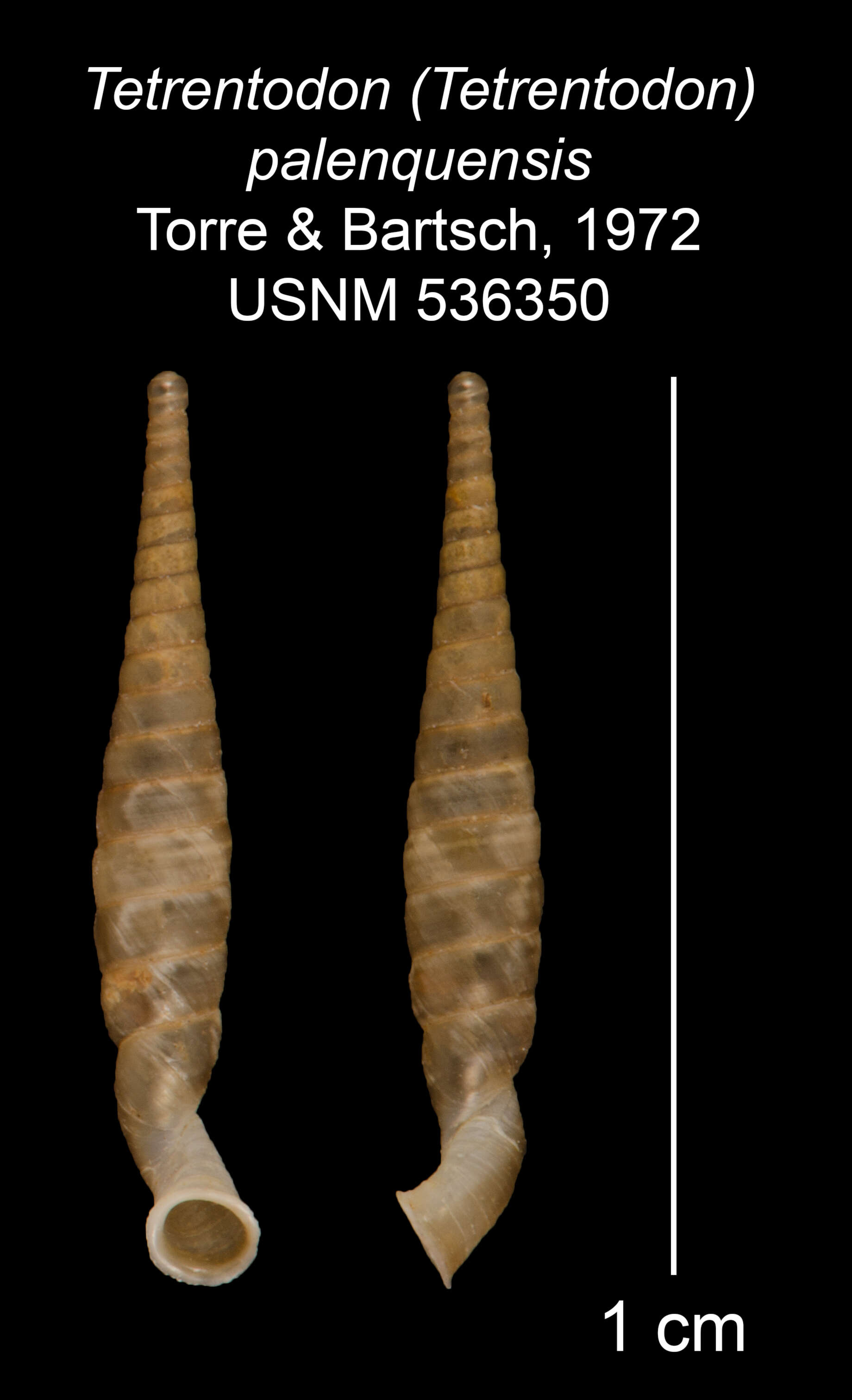 Image of Tetrentodon palenquensis C. de la Torre & Bartsch 1972
