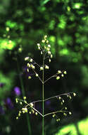 Image of perennial quakinggrass