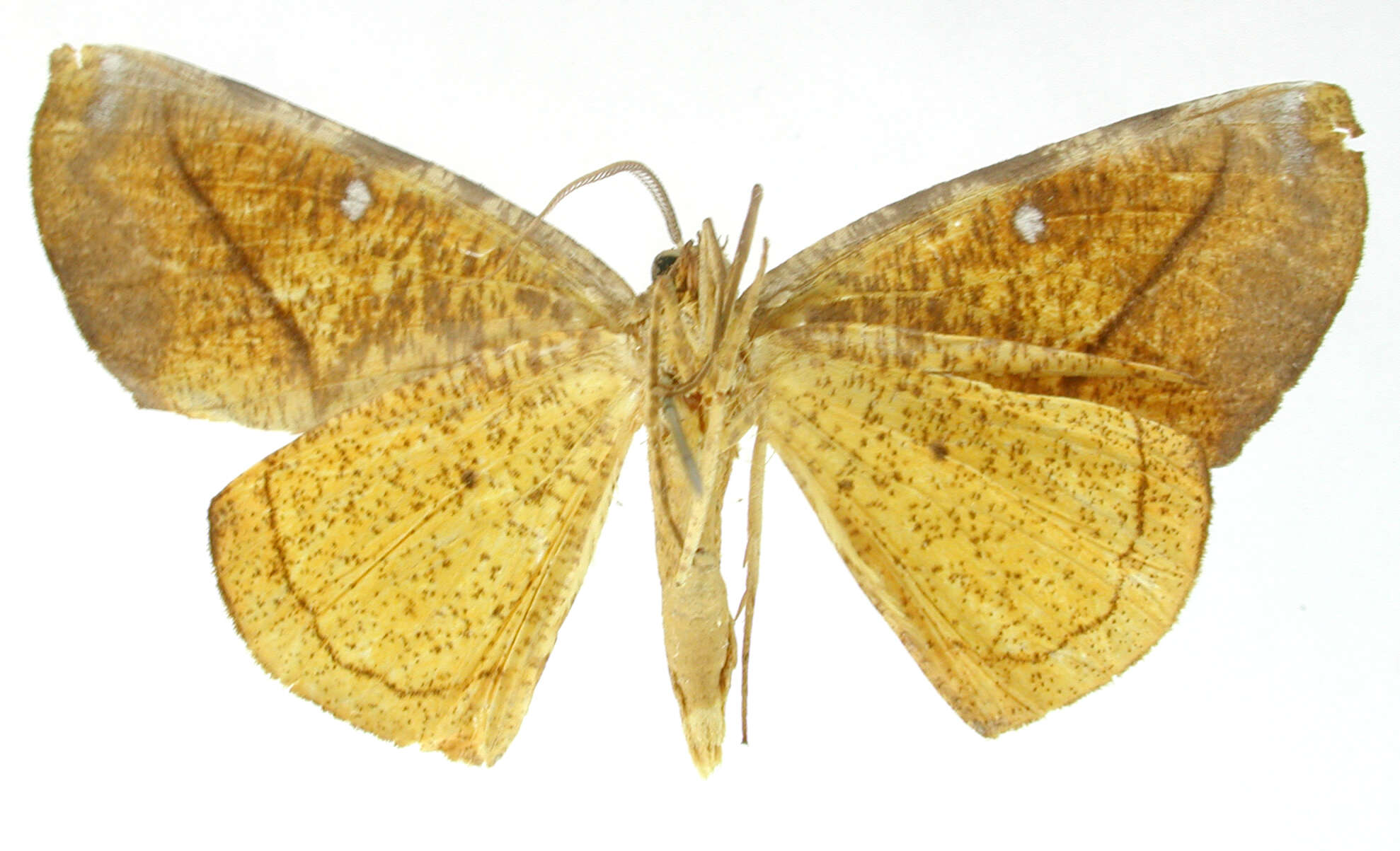 Image de Simopteryx bicurvata Dognin 1913