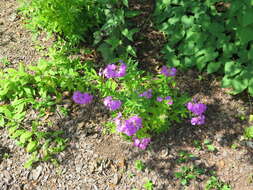 Image of fall phlox