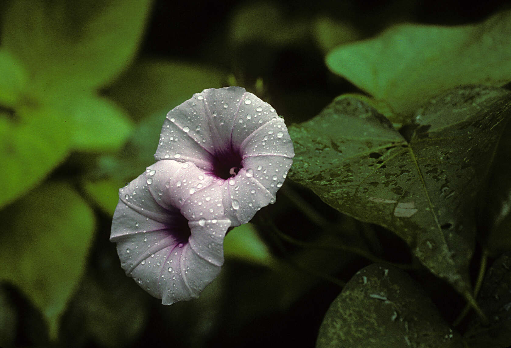 Image of Bejuco de puerco