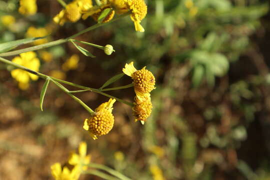 Plancia ëd Helenium autumnale L.