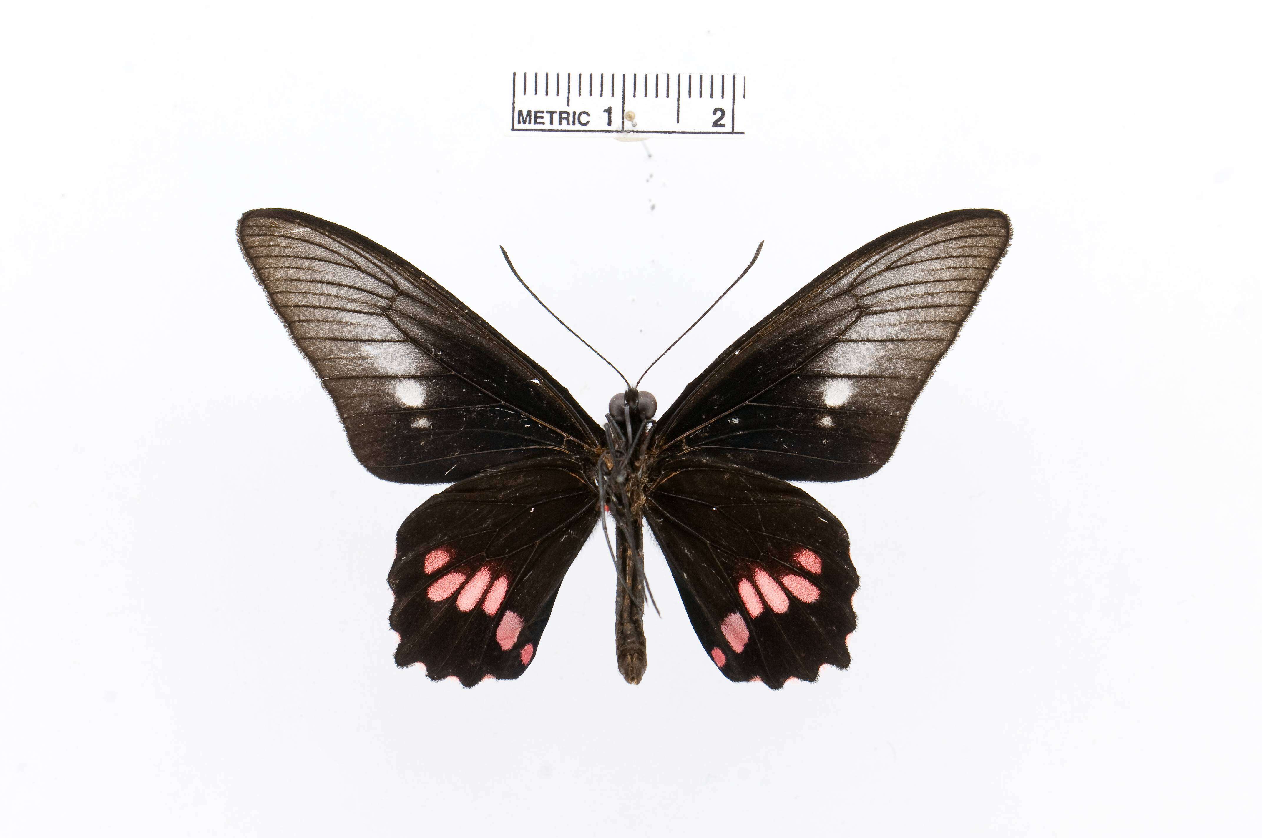 Image of Pachliopta mariae (Semper 1874)