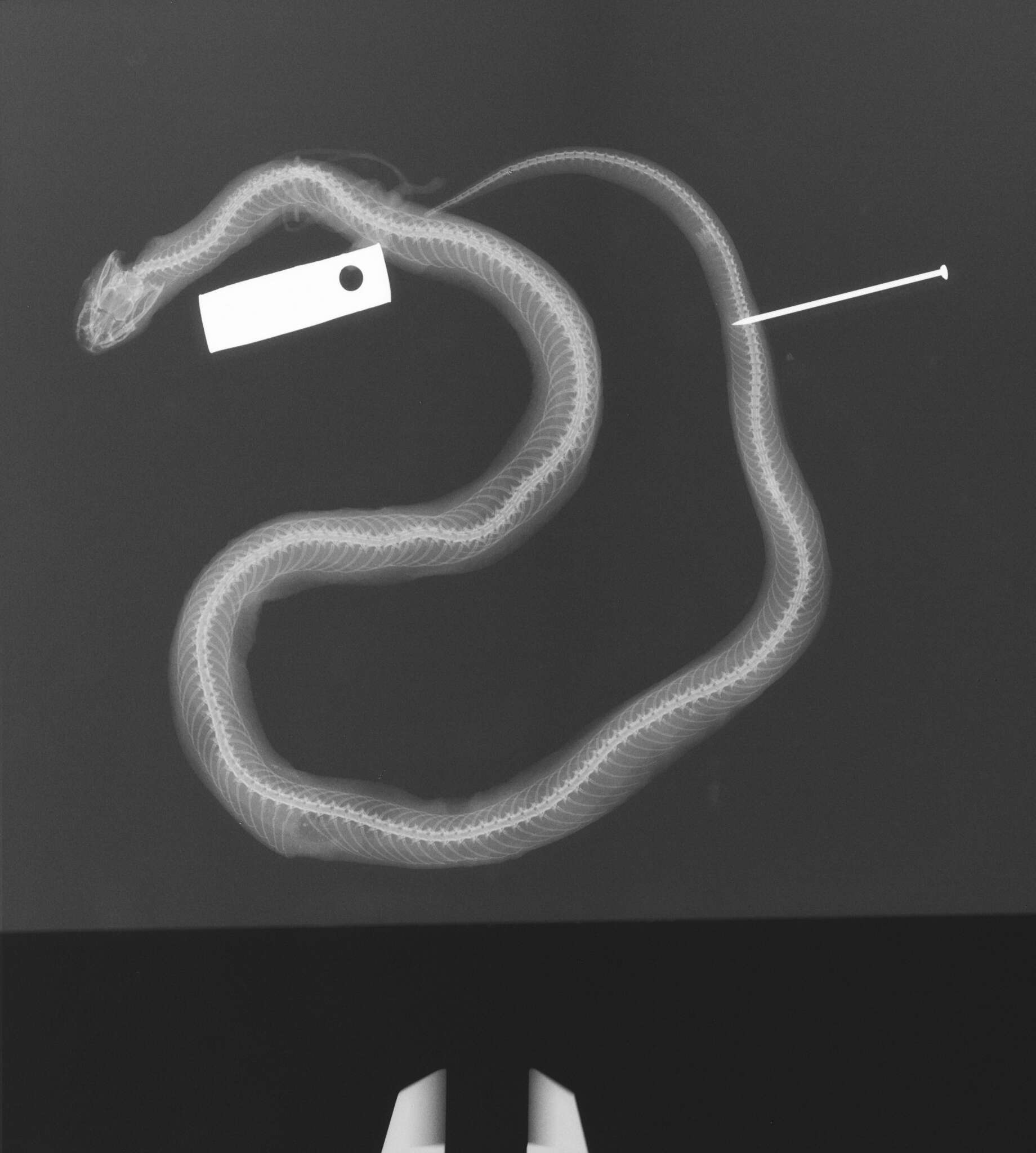 Image of Night Snake