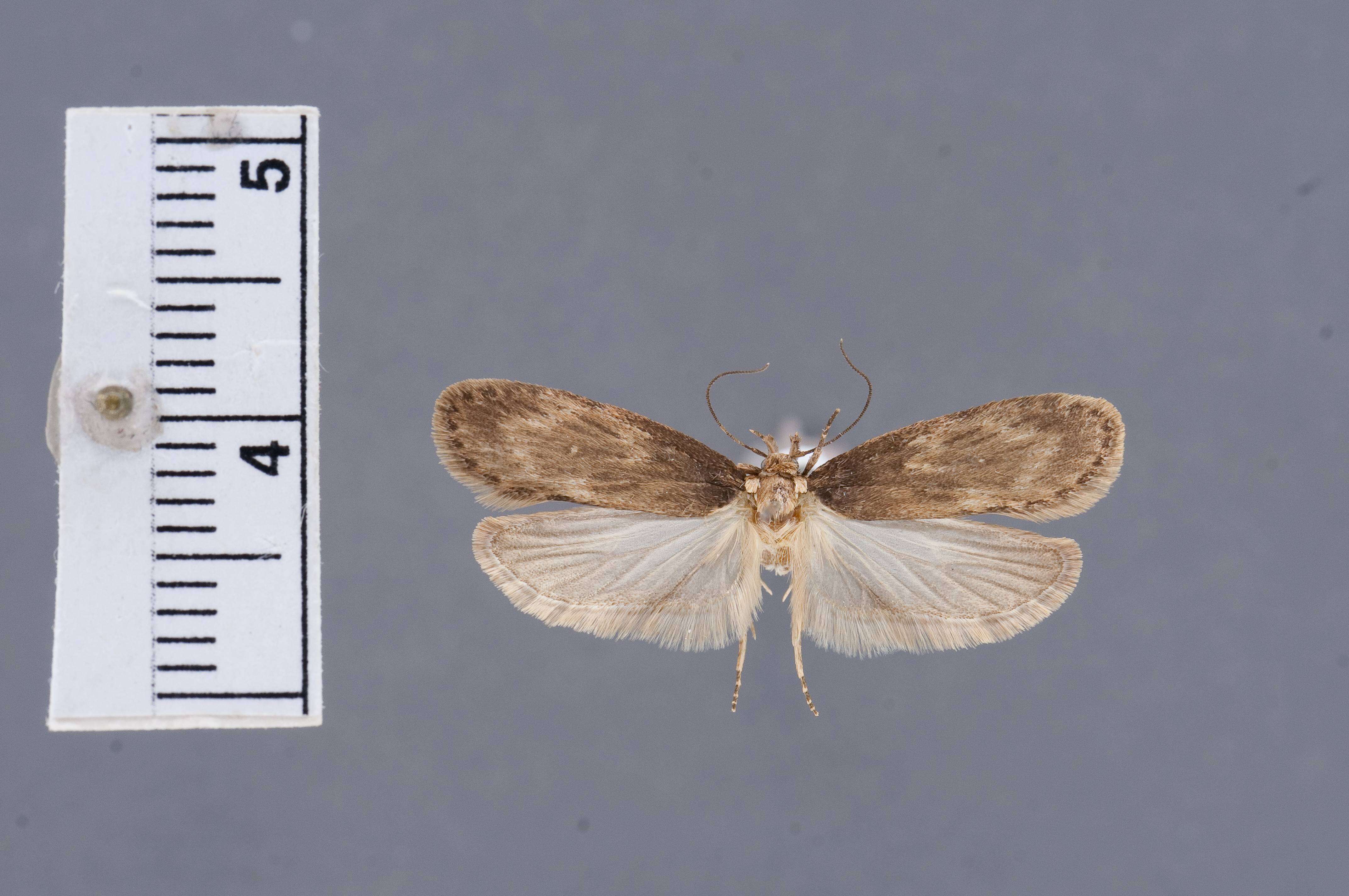 Image of Depressaria angelicivora Clarke 1952