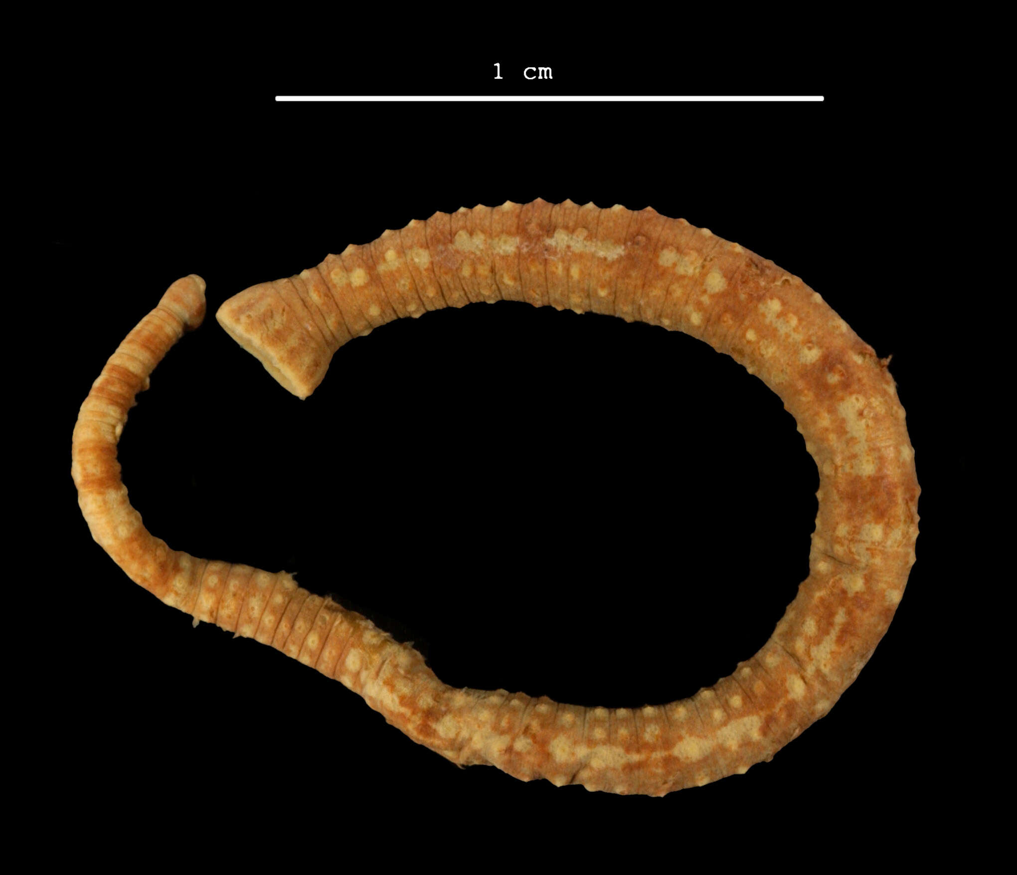 Image of Pontobdella rugosa Moore