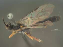 Image of Ichneumon Linnaeus 1758