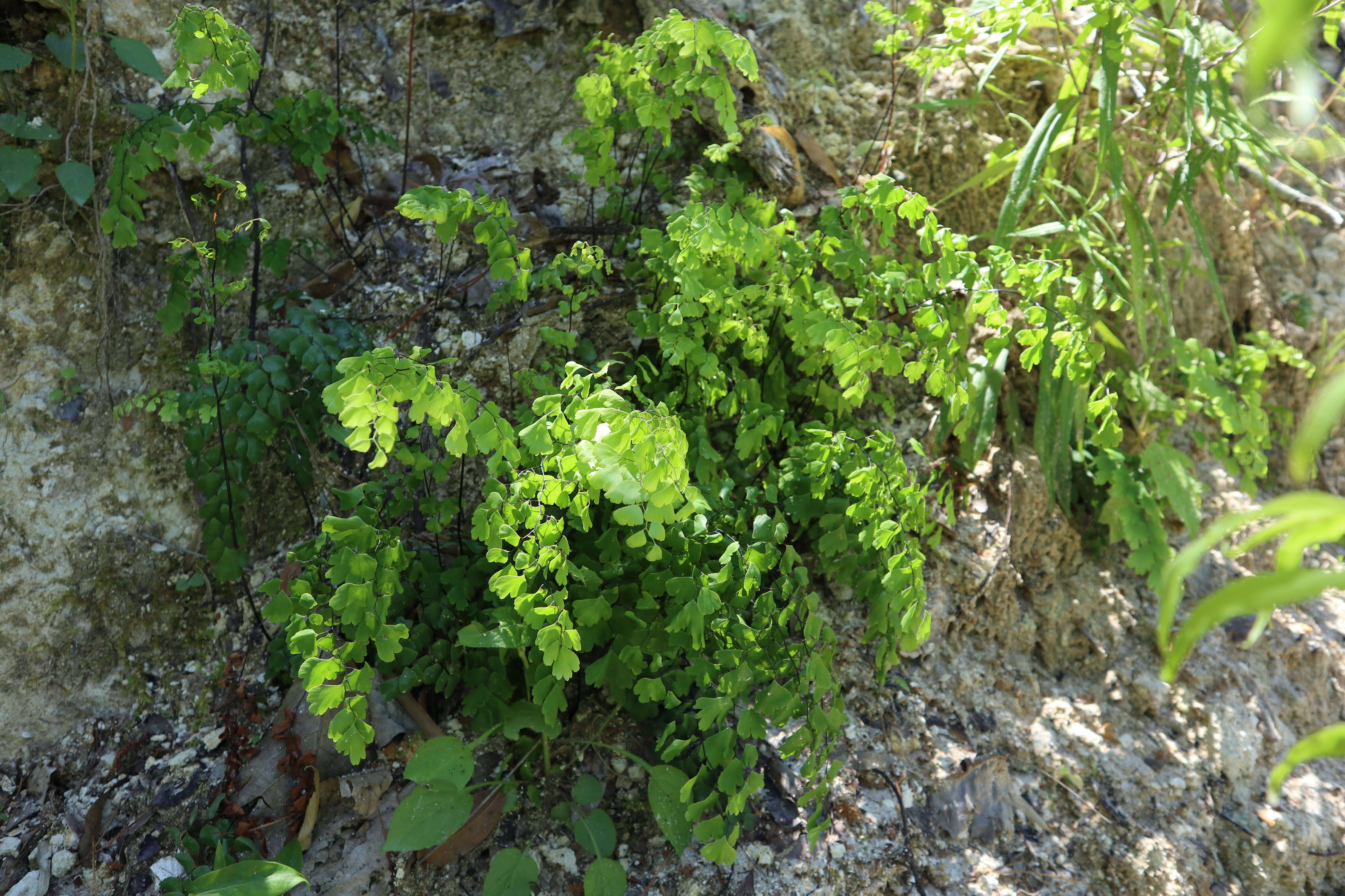 Слика од Adiantum capillus-veneris L.