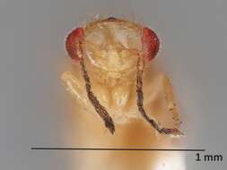 Image of Euplectromorpha euplectriformis (Crawford 1911)