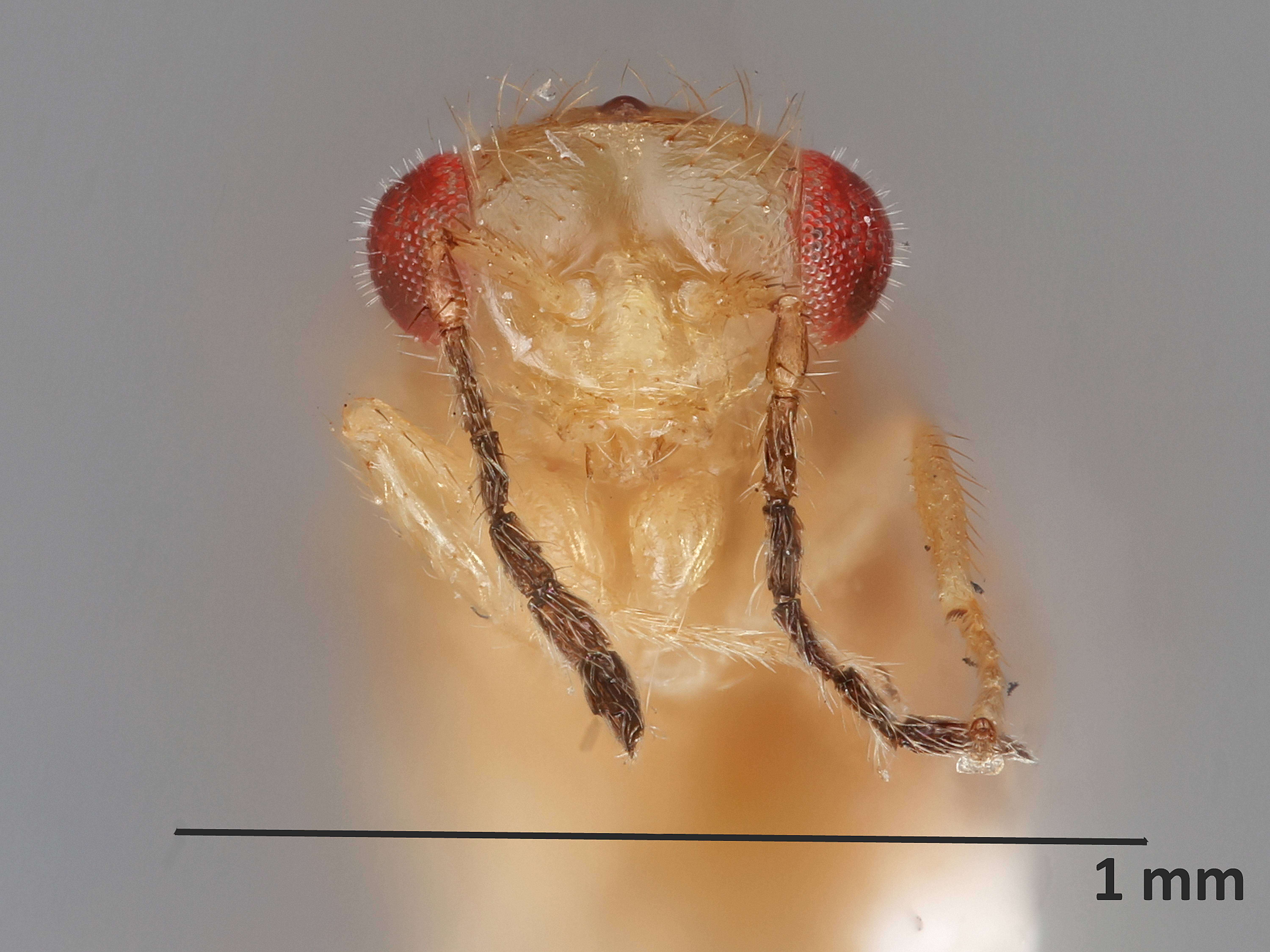 Image of Euplectromorpha euplectriformis (Crawford 1911)