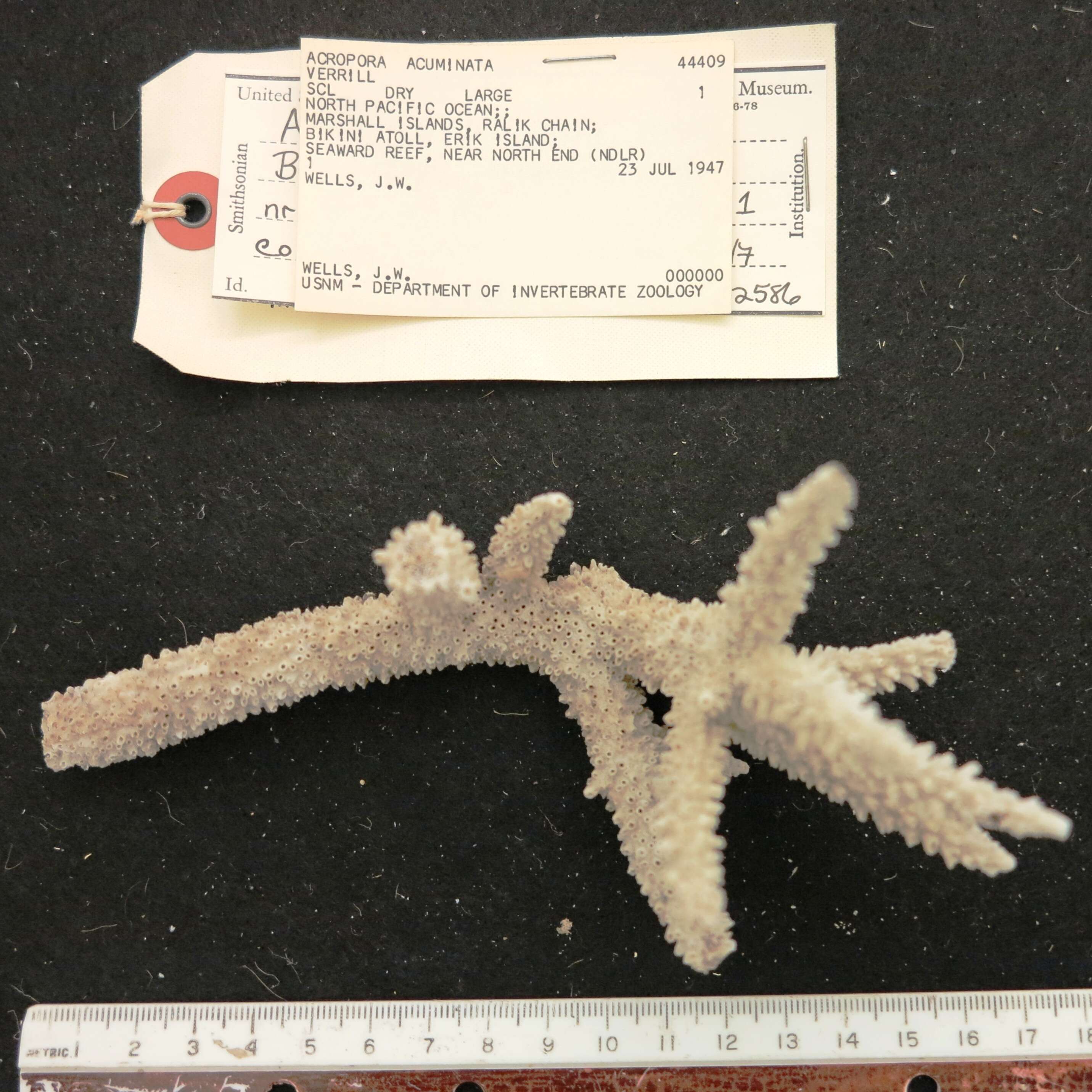 Image of Staghorn coral