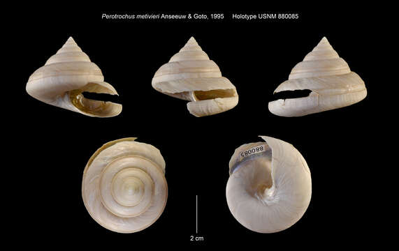 Image of Perotrochus metivieri Anseeuw & Goto 1995