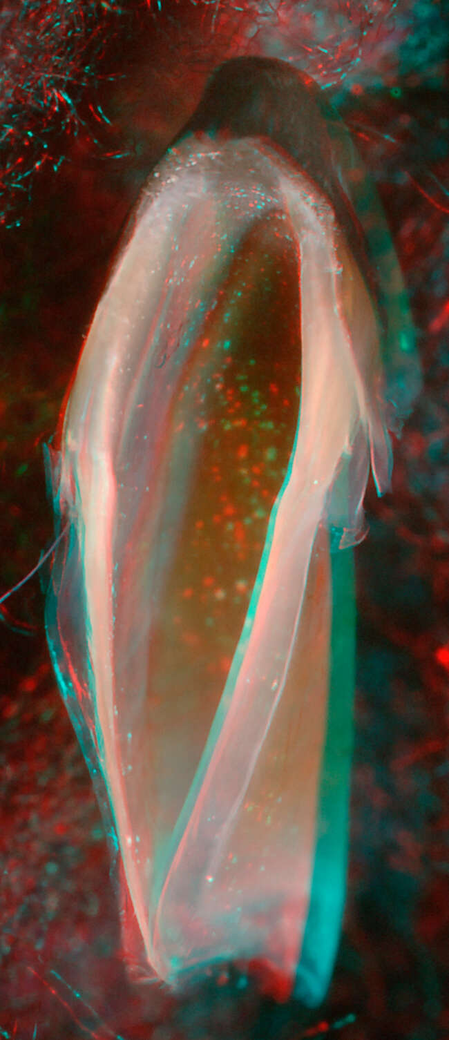 Image of pink scaled squid