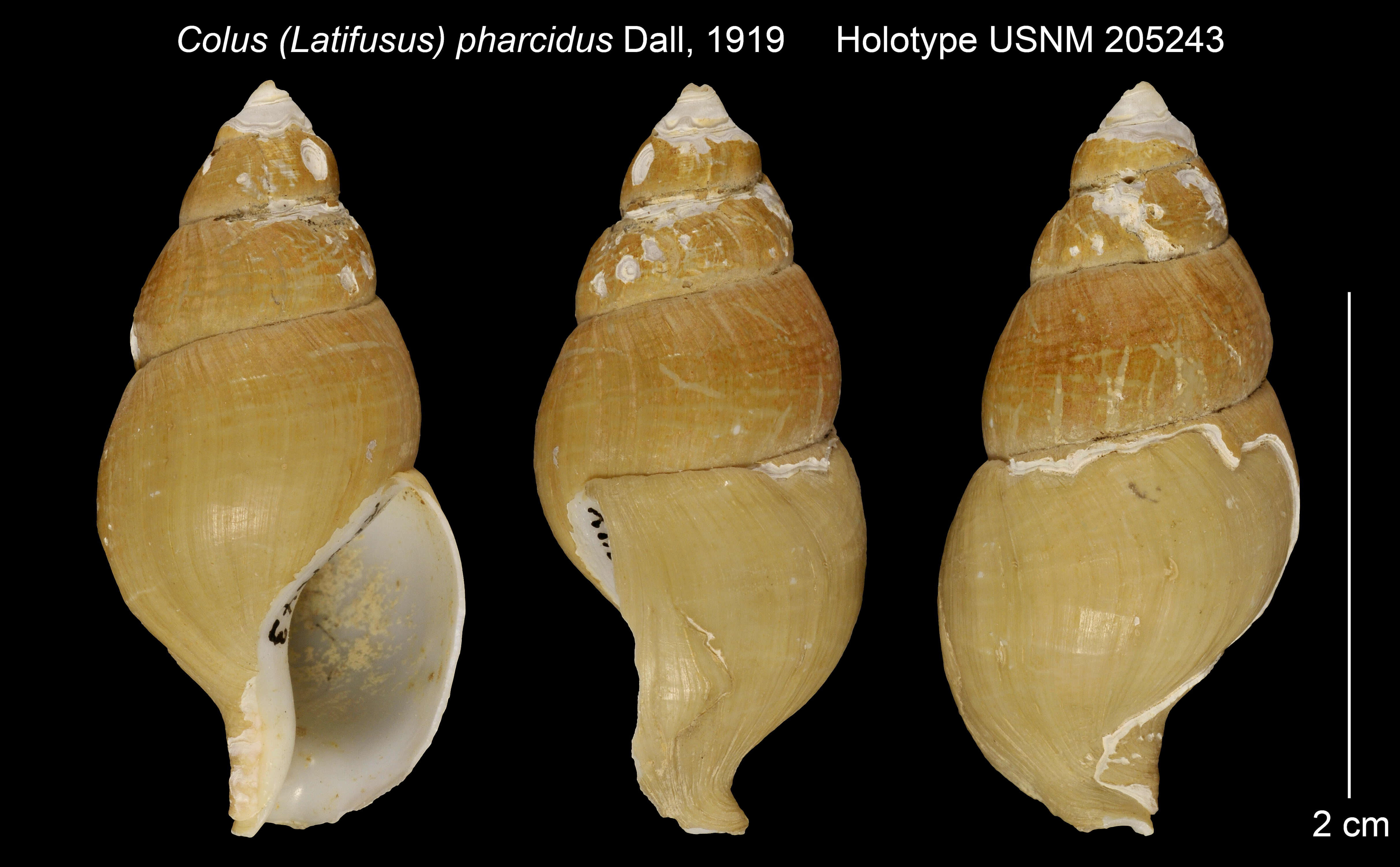 Image of Latisipho pharcidus (Dall 1919)