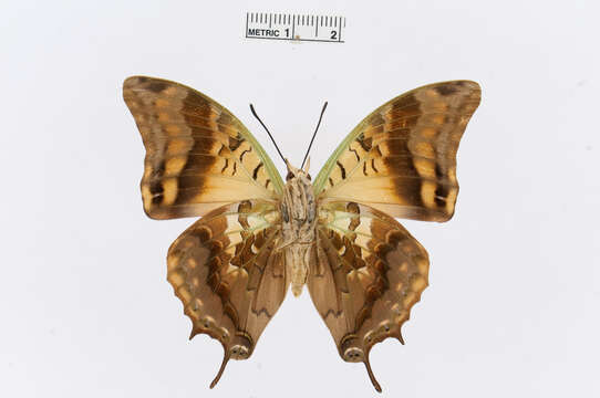 Charaxes candiope Godart 1824的圖片