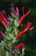 Image of Salvia pubescens Benth.