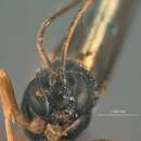 Image of Iseropus californiensis Cushman 1940