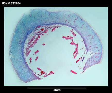 Image of Neomenia labrosa Salvini-Plawen 1978