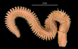 Aglaophamus ornatus Hartman 1967 resmi