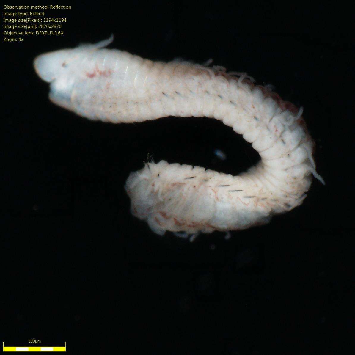 Image of red rock worm