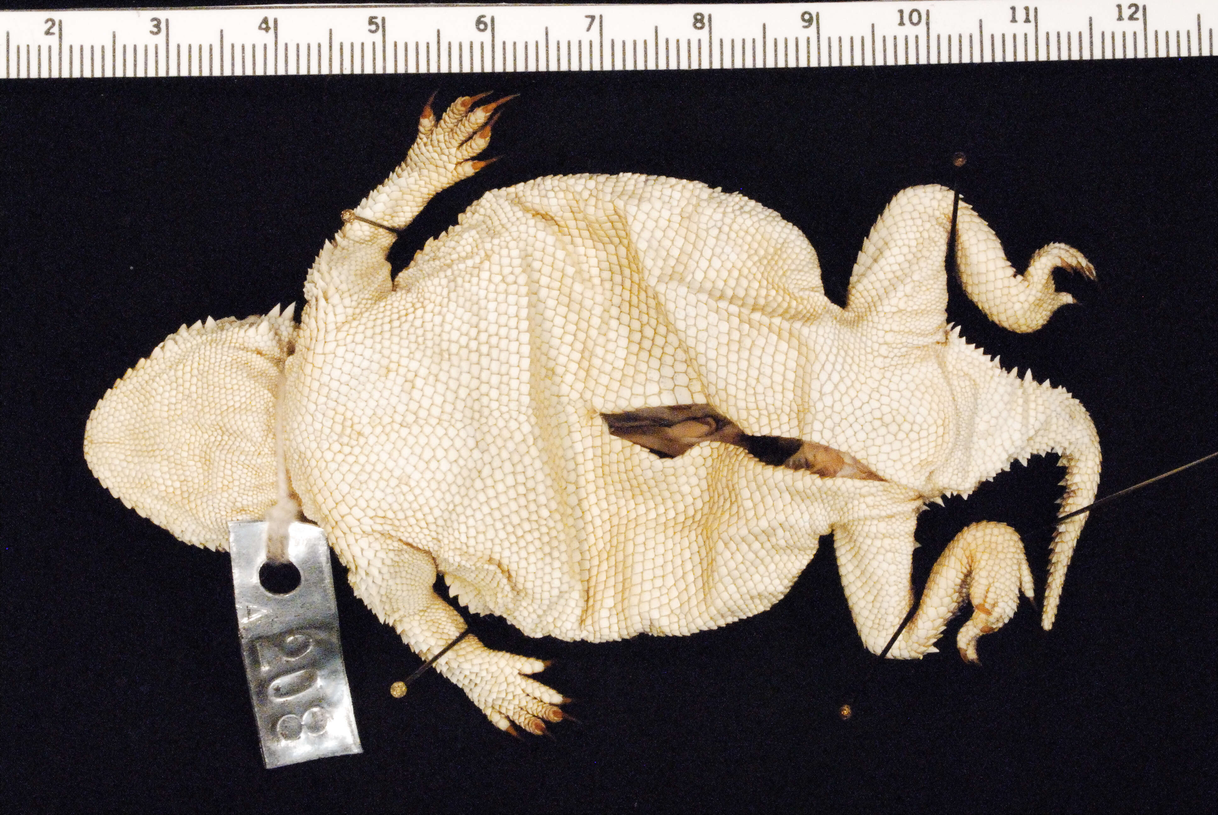 Image of Greater Short-horned Lizard