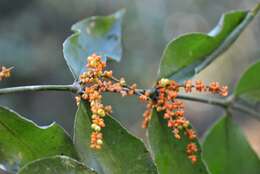 Image of Loranthaceae