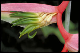 Image of Heliconia chartacea var. meeana W. J. Kress