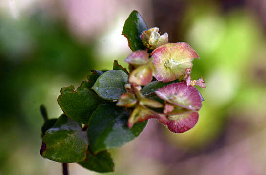 Sivun Calcicola parvifolia (A. Juss.) W. R. Anderson & C. Davis kuva