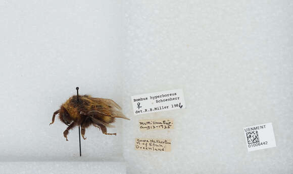 Image of High Arctic Bumble Bee