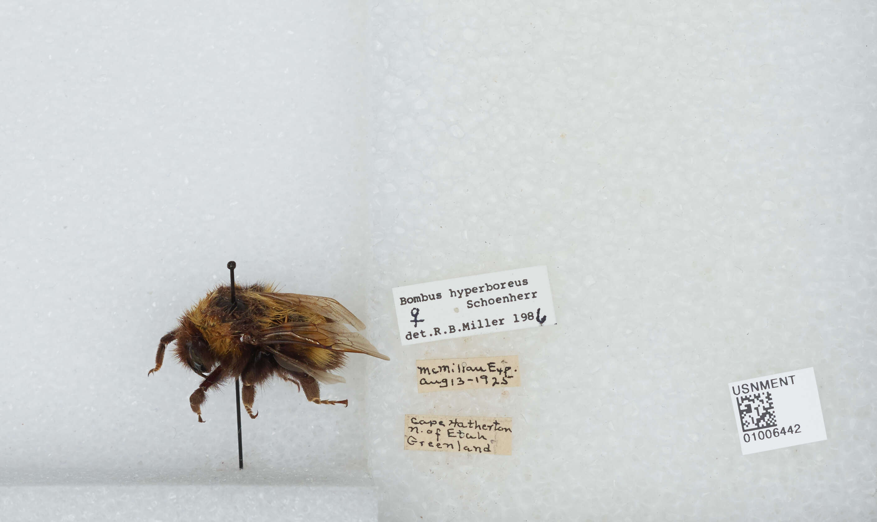 Слика од Bombus hyperboreus Schönherr 1809