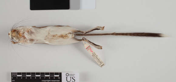 Image of Nelson's Kangaroo Rat