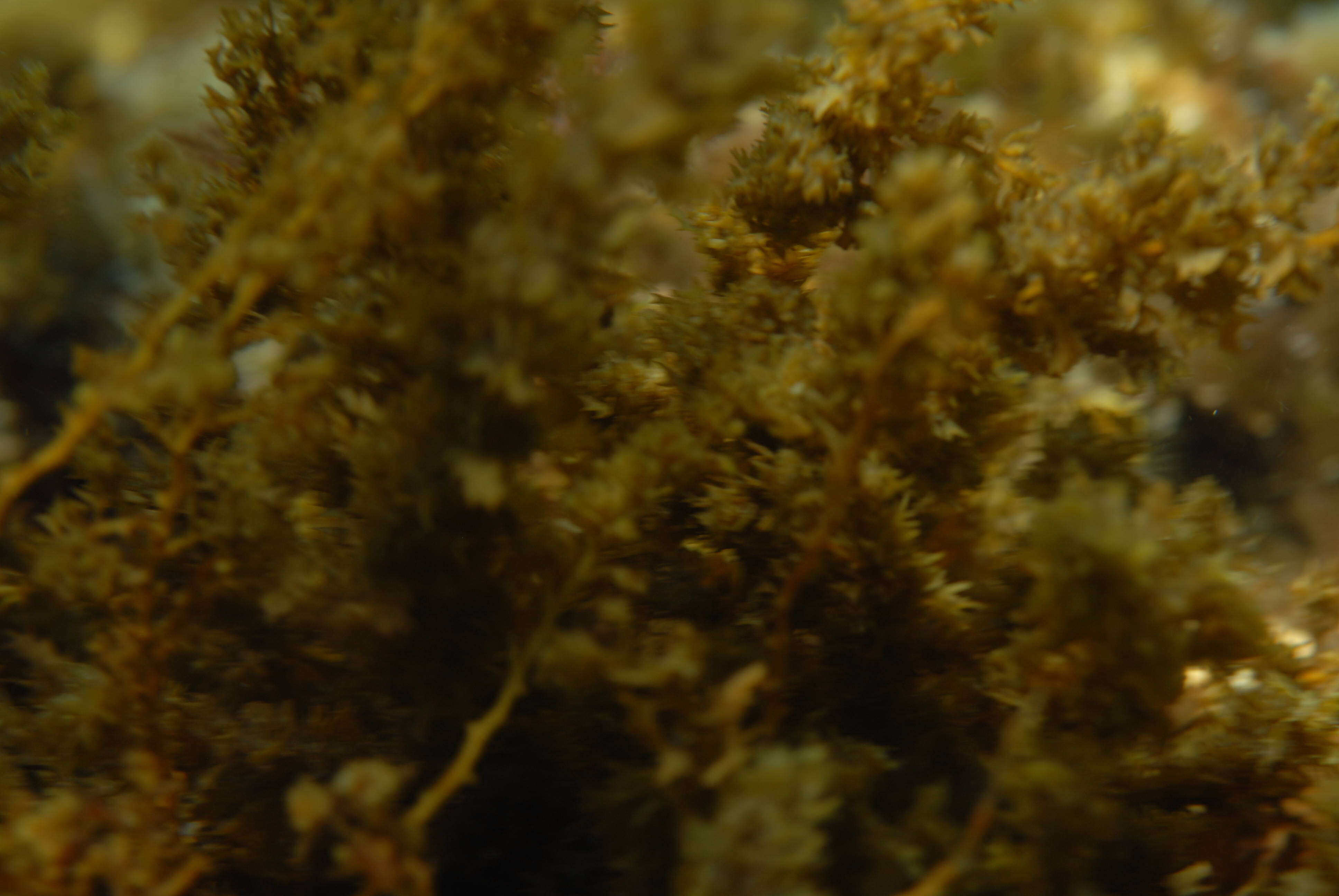 Image of Sargassum C. Agardh 1820