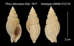 Image of <i>Phos alternatus</i> Dall