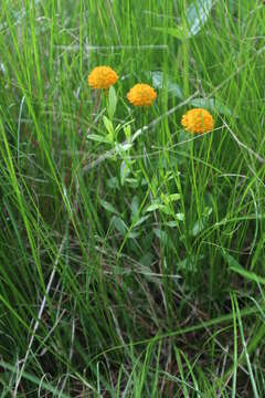 Image of orange milkwort