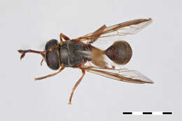 Image of Syrphidae