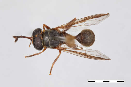 Image of Syrphidae