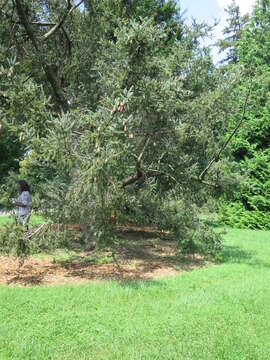 Image of Canadian Spruce