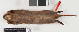 Image of Llano pocket gopher