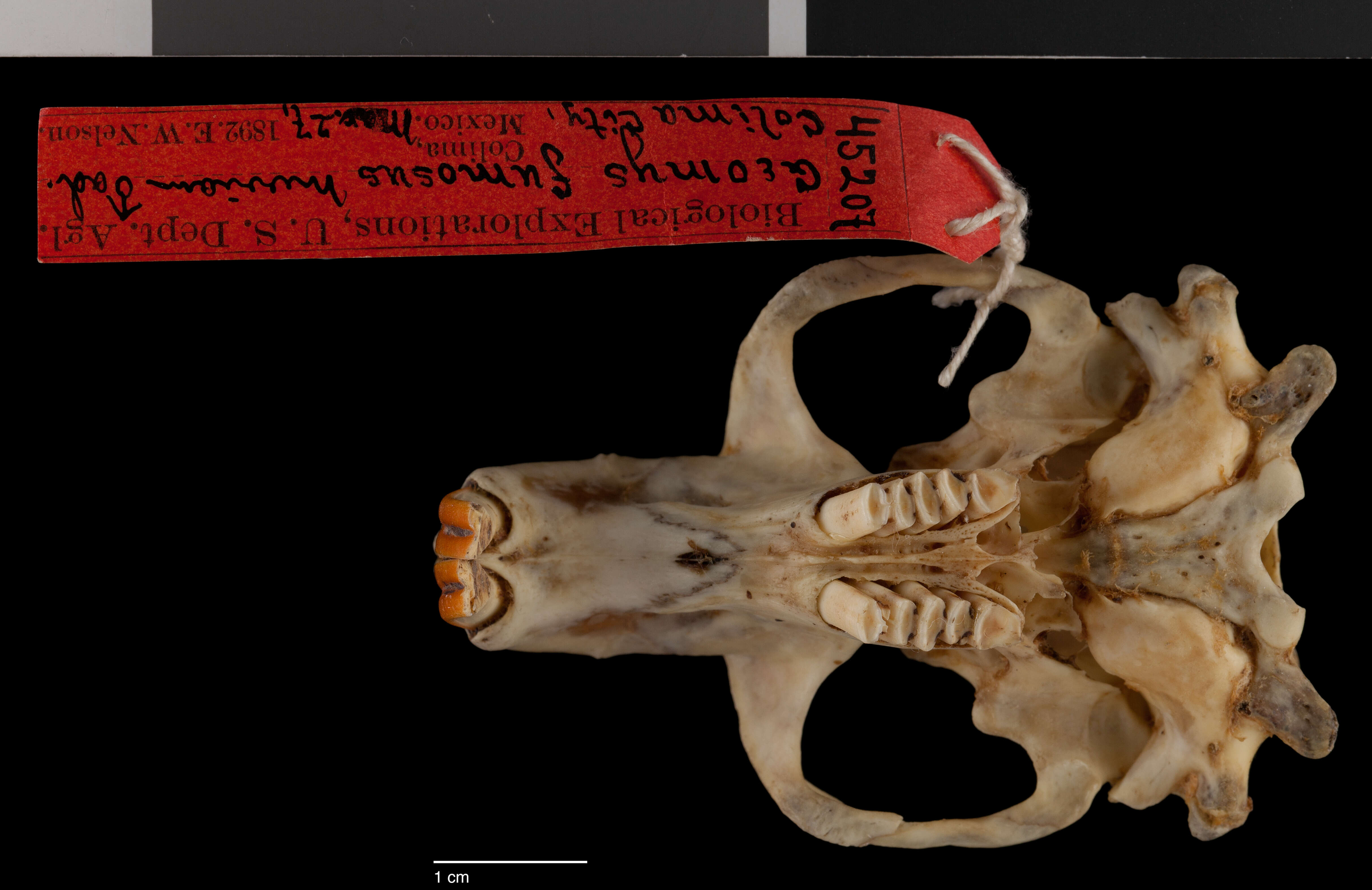 Image of smoky pocket gopher